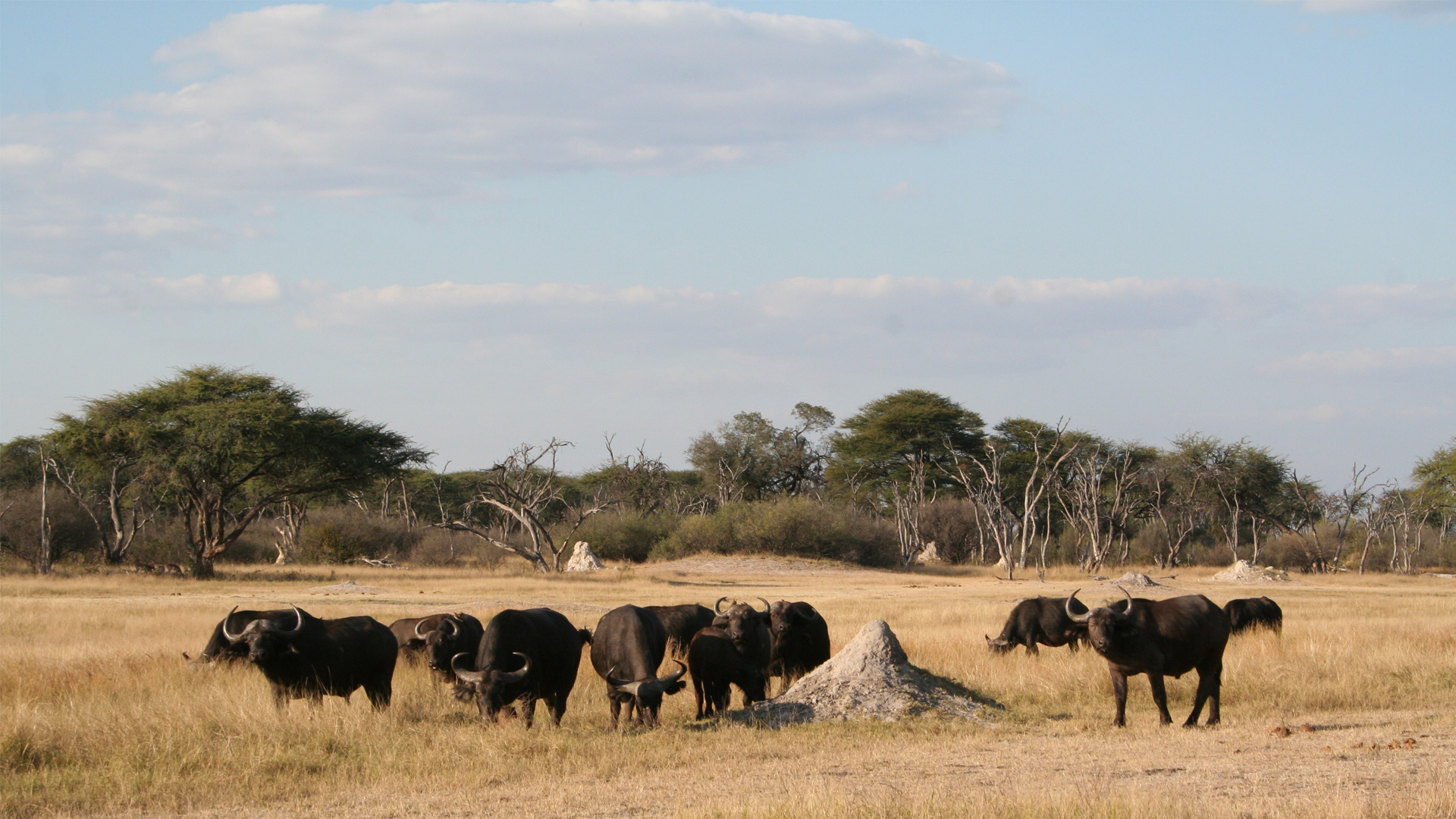 zimbabwe itineraries buffalo hwange