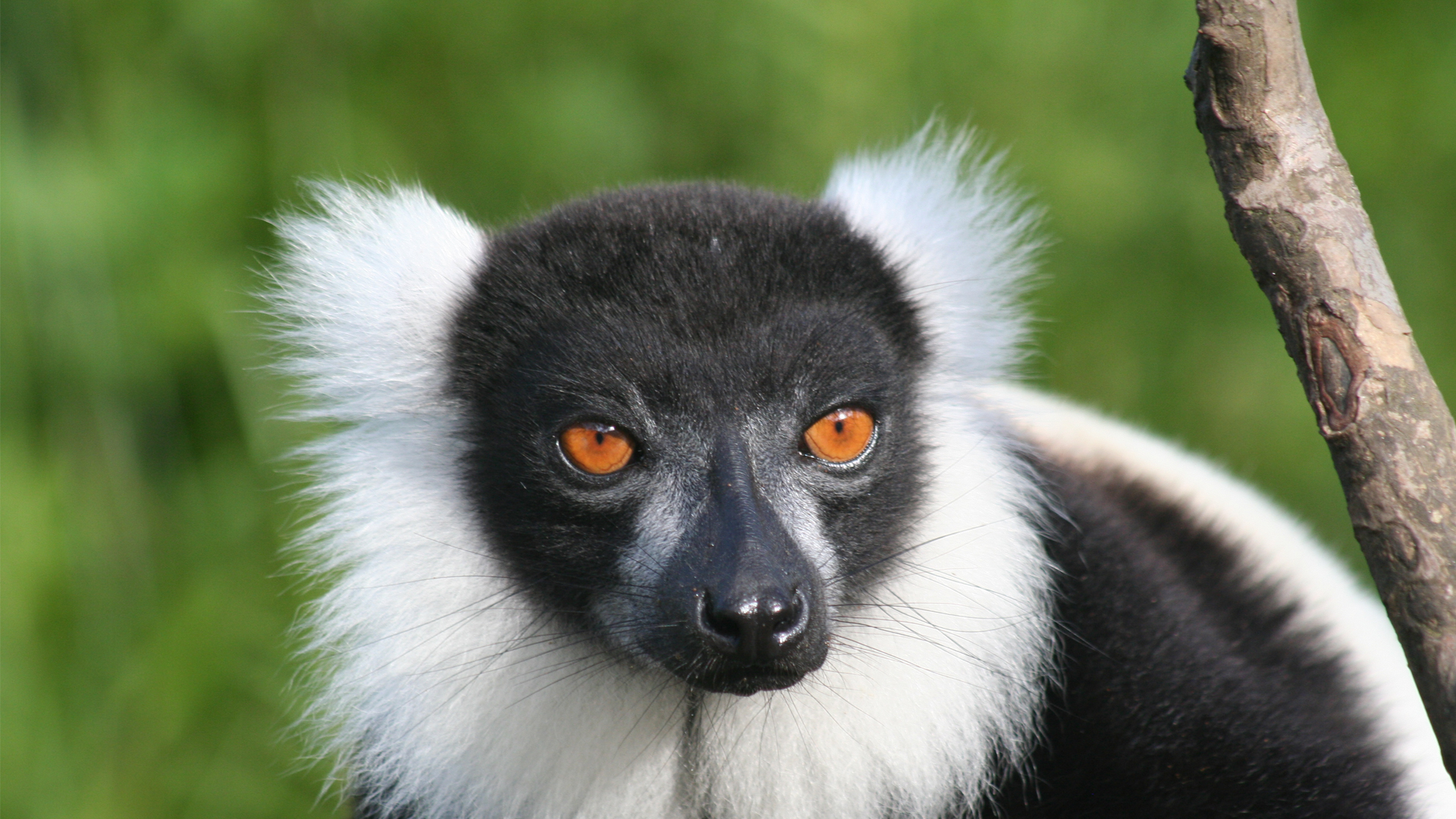 Wildlife Of Madagascar