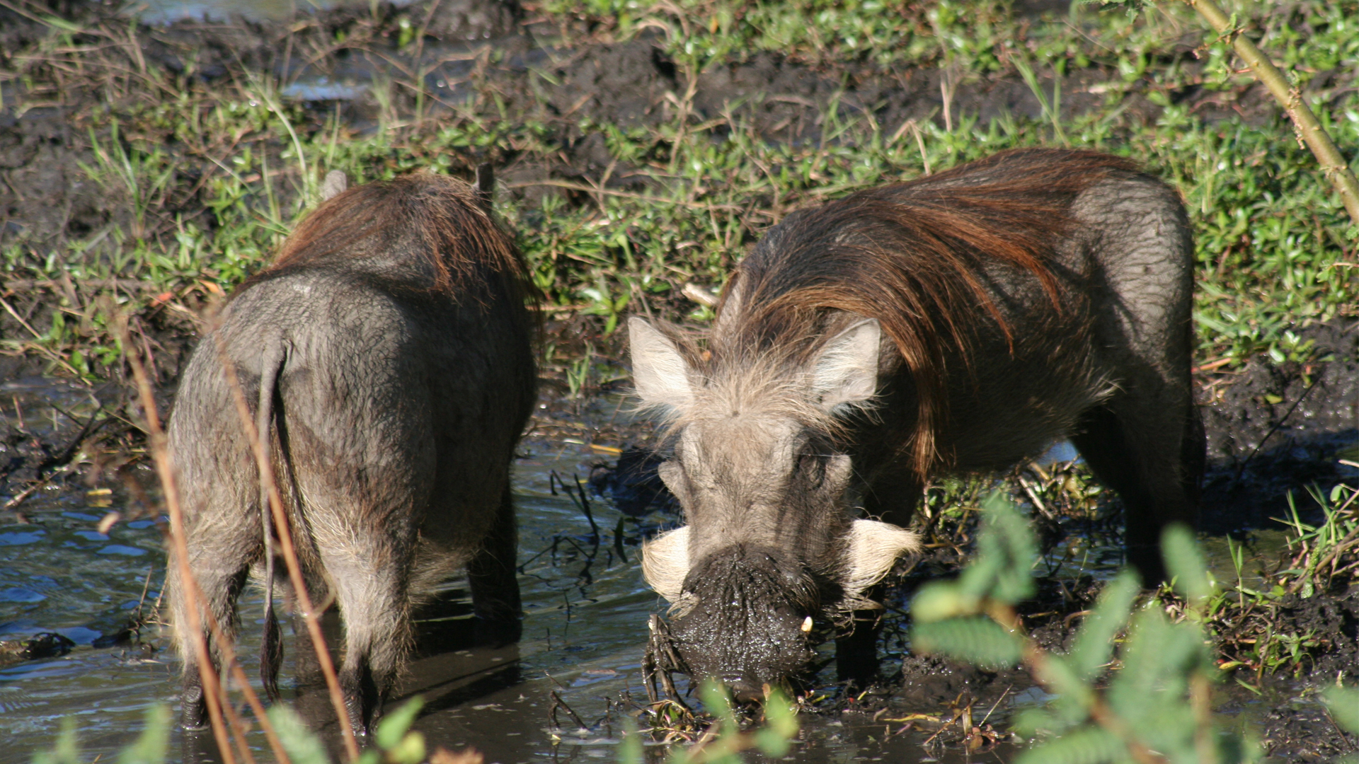 1-Malawi-family-warthog
