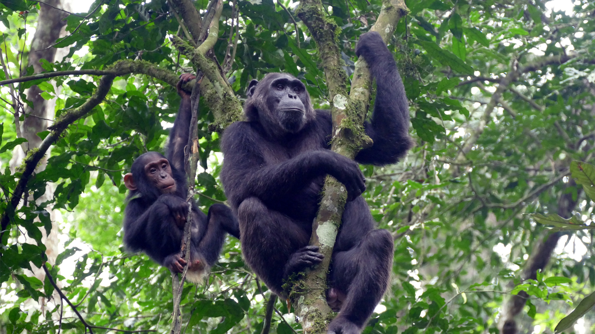 1-kibale-forest-chimps-header