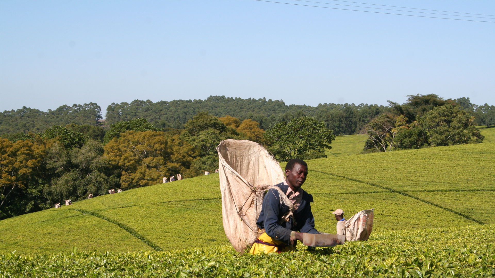 1-malawi-other-regions-header-tea-plantation