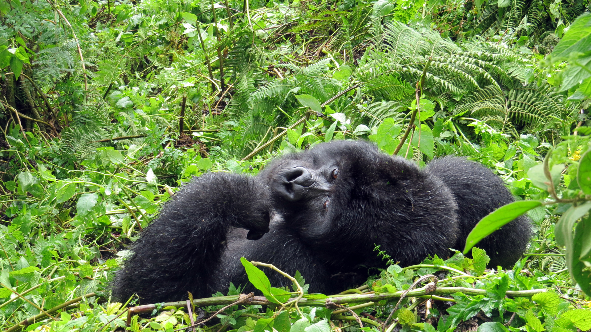 rwanda-wildlife-gorilla