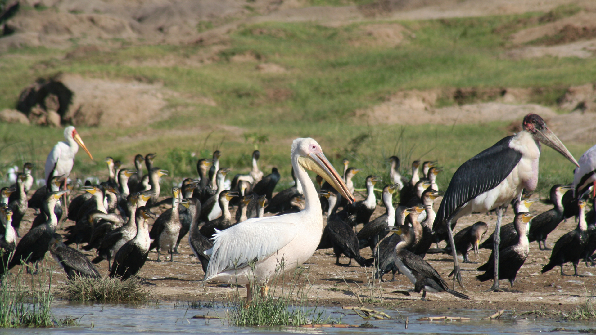 1-uganda-pelican