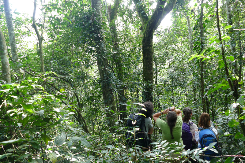 4 kibale forest walk