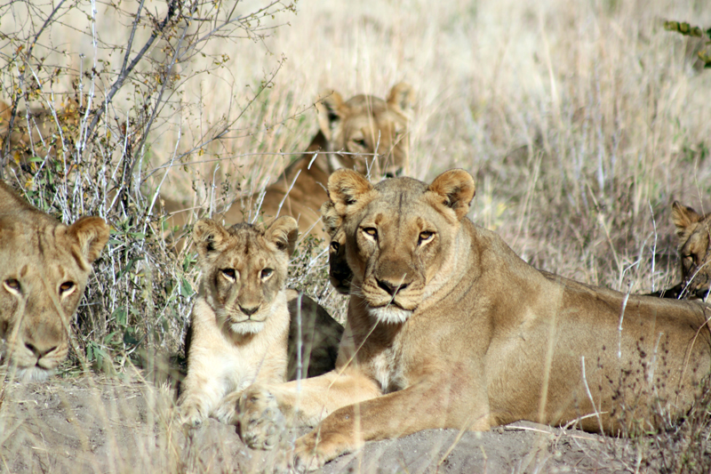zimbabwe regions hwange lions