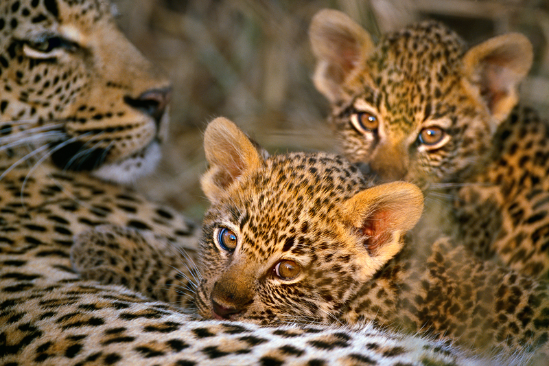 zambia wildlife highlights leopard cubs