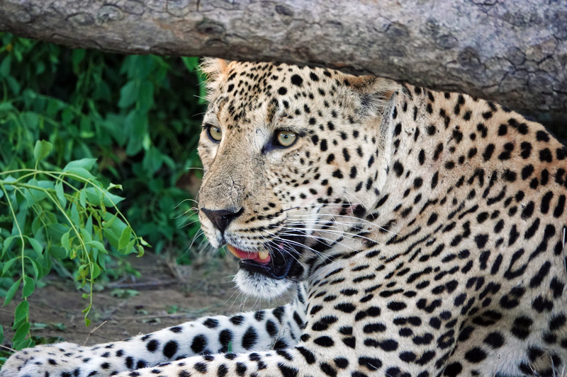 Annabel visits south africa leopard brand sabi sand