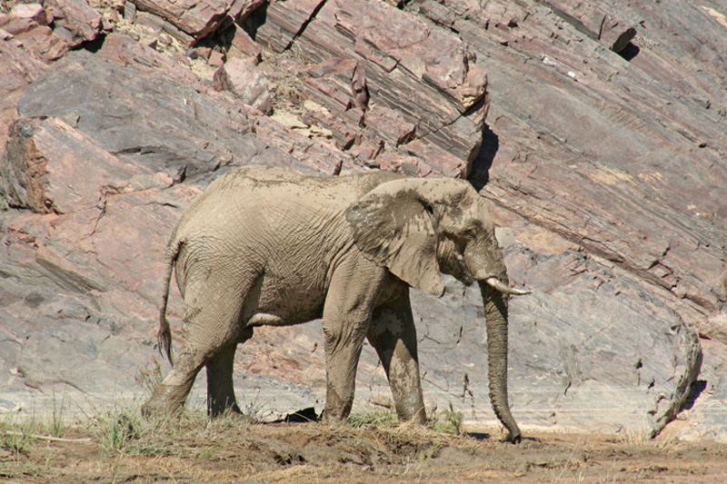 Desert-elephant-in-Hoarasib-River,-Kaokoland,-Namibia