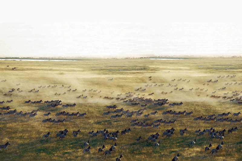 Makgadikgadi---Zebra-Pans-Migration-C_NS