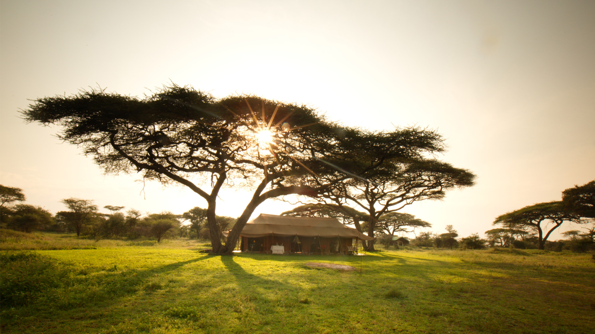 Serian-Serengeti-Kusini-main-tent-header