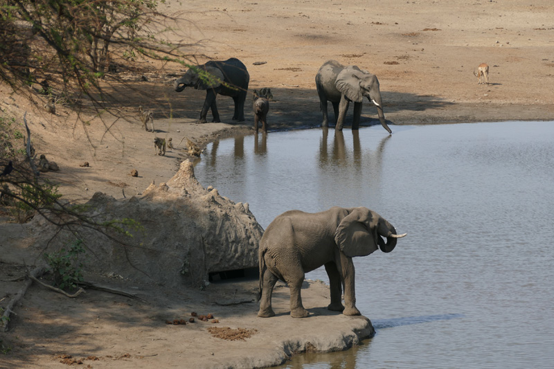 kavinga-water-hole-elephants