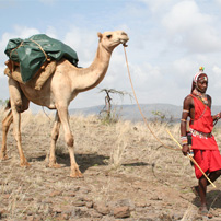 rob-kenya-2011-karisia-camel