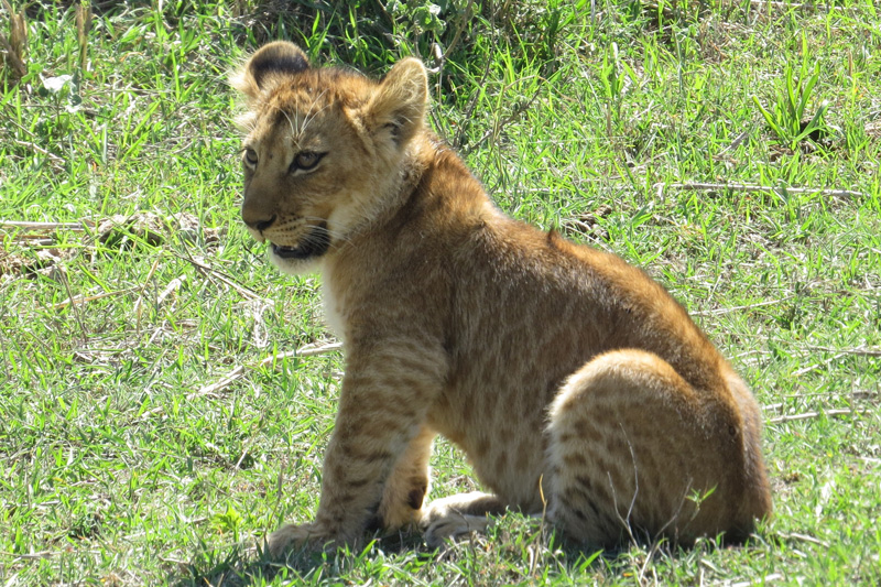 serengeti-lion-cub