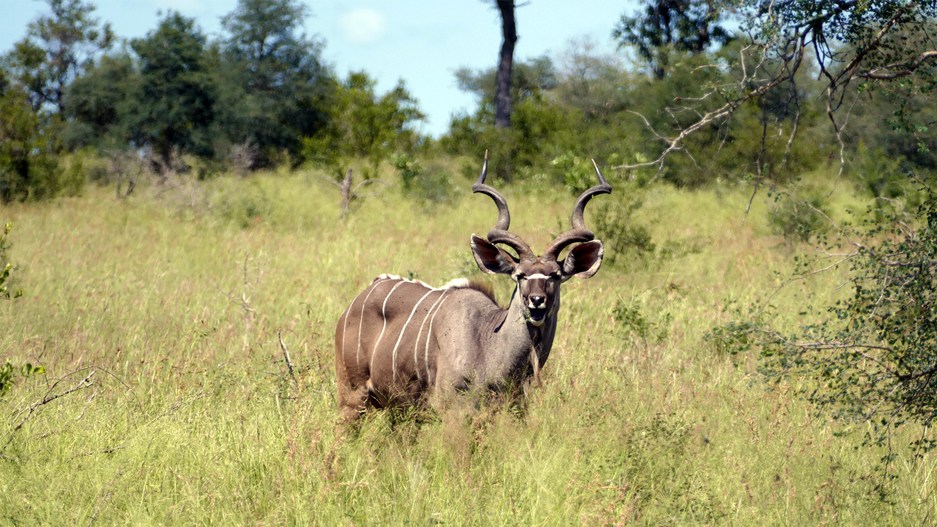 south-africa-walking-Male-Kudu-SC_RC