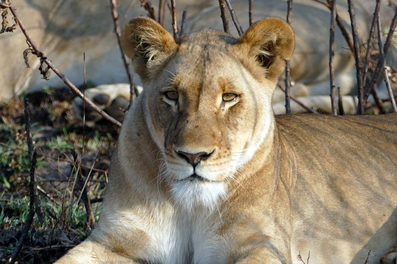 3-NEW-Filter-Topic---Rob-Lion-Liuwa-Plains