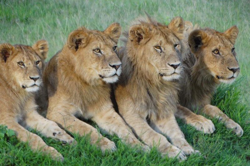 13-lions-masai-mara