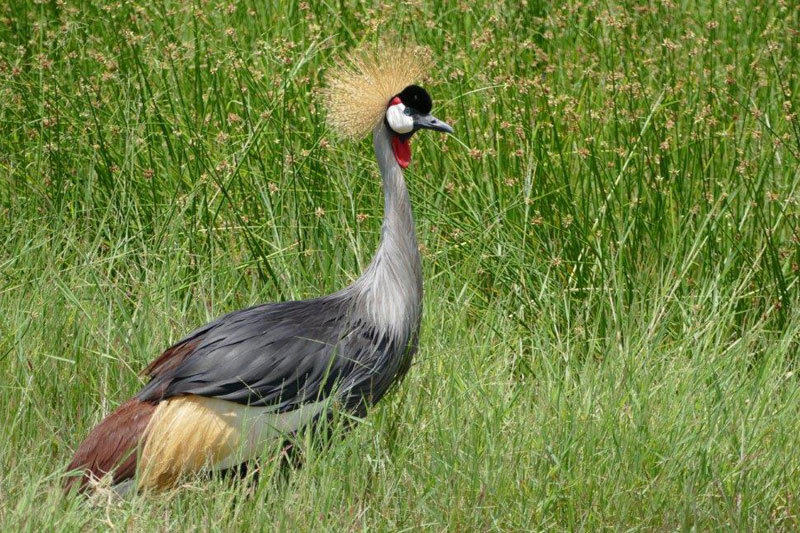 2 P1000969 amboseli grey crowned crane