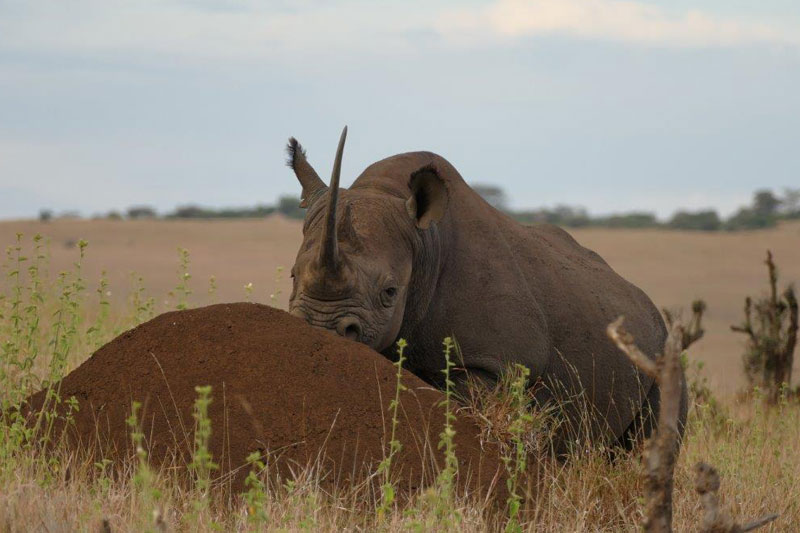 4 rhino kenya lewa