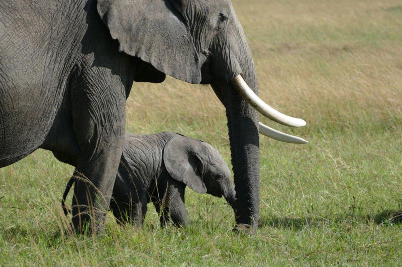 7 P1010270 elephants