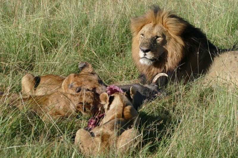 9 P1010169 masai mara lions