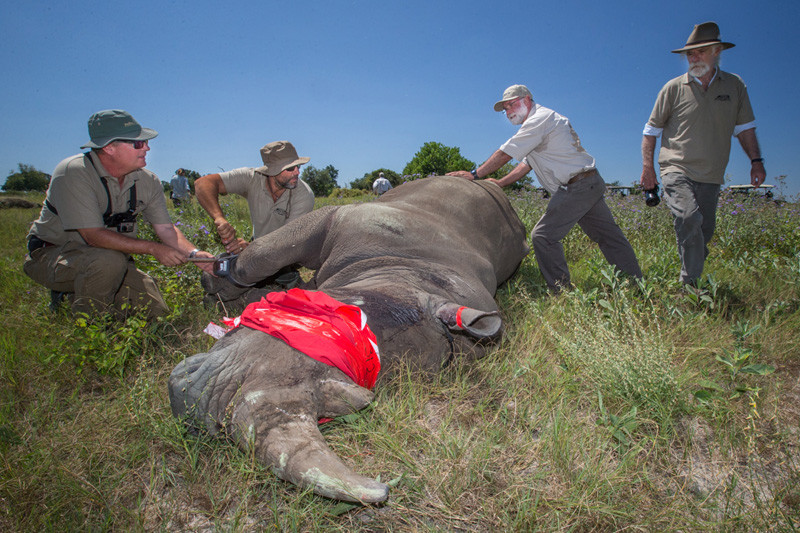 Great Plains Foundation Rhinos Without Borders David Murray 69 1 blog