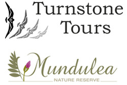Mundulea Turnstone sized
