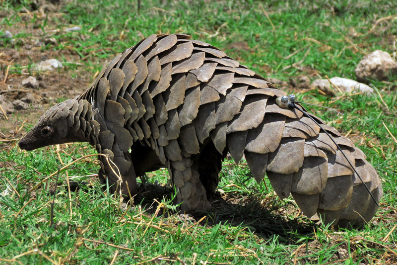Pangolin with tracker at Mundulea blog