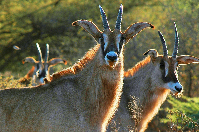 roan on Mundulea blog