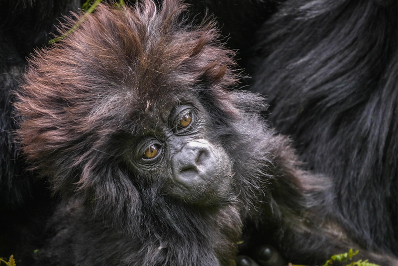 Baby mountain gorilla with a wild shock of hair. So cute! (Andy