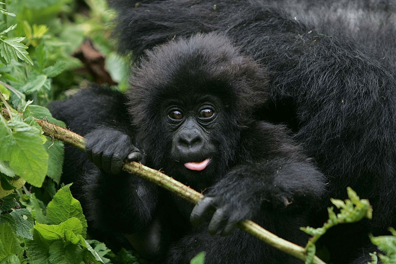 1 Volcanoes young gorilla 3