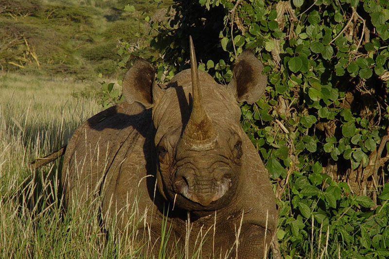 2 rhino lewa wilderness