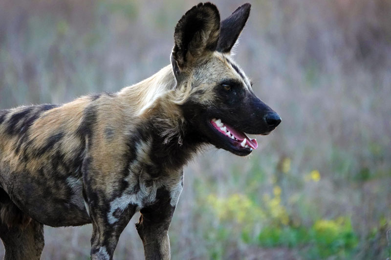 3 Wild Dog SabiSand SC AE