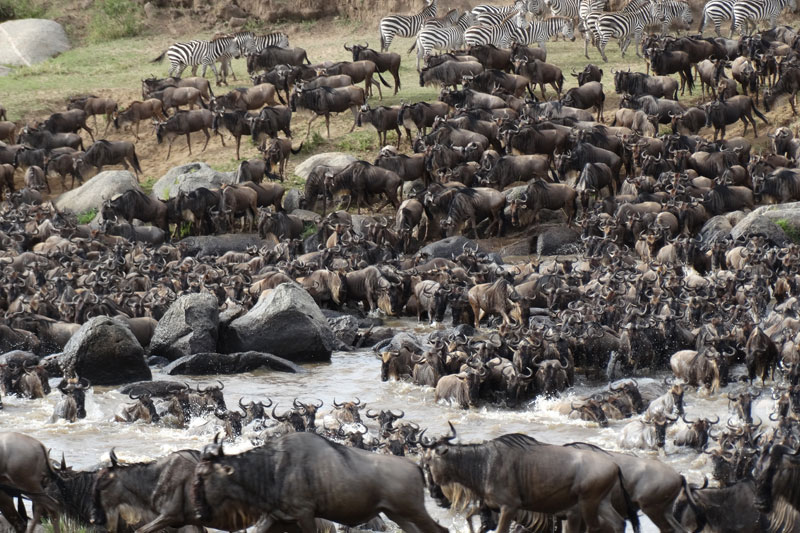 4 wildebeest migration