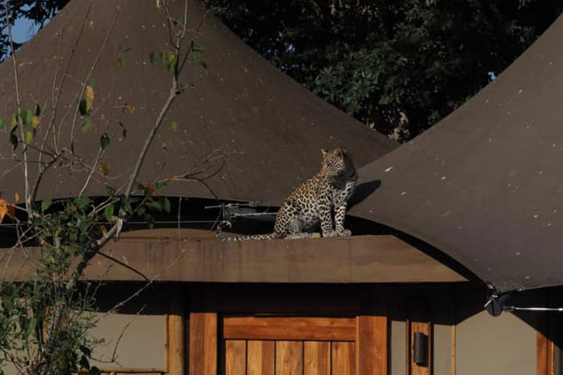 5 Lockdown leopard credit Megan Van Der Merwe WildernessSafaris