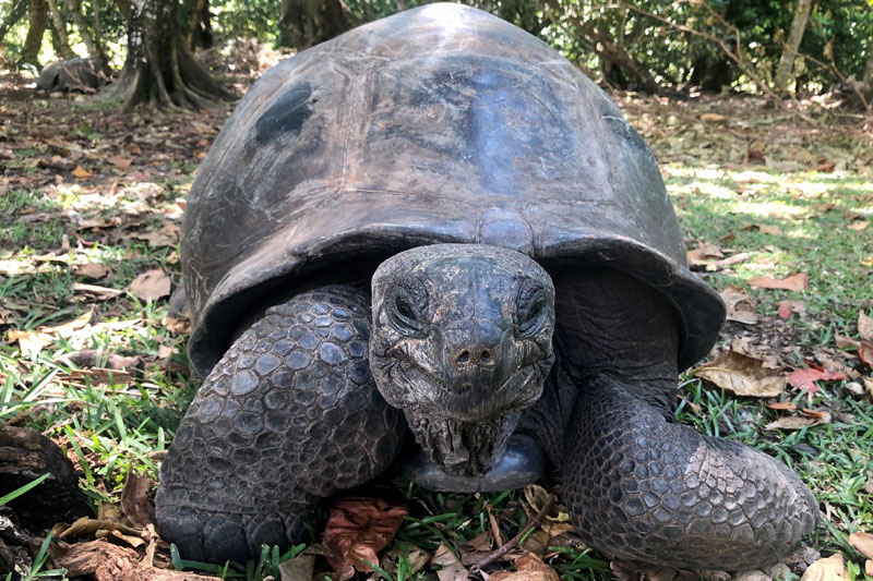 5 seychelles tortoise