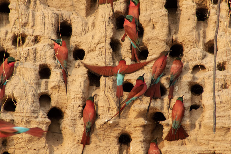 6 carmine bee eaters