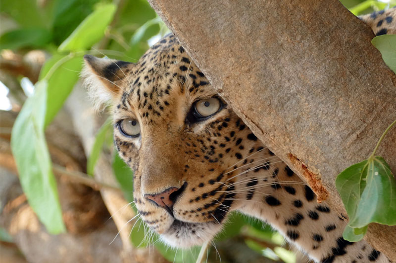 8 South Africa leopard