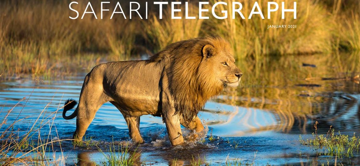 Safari Telegraph January 2021
