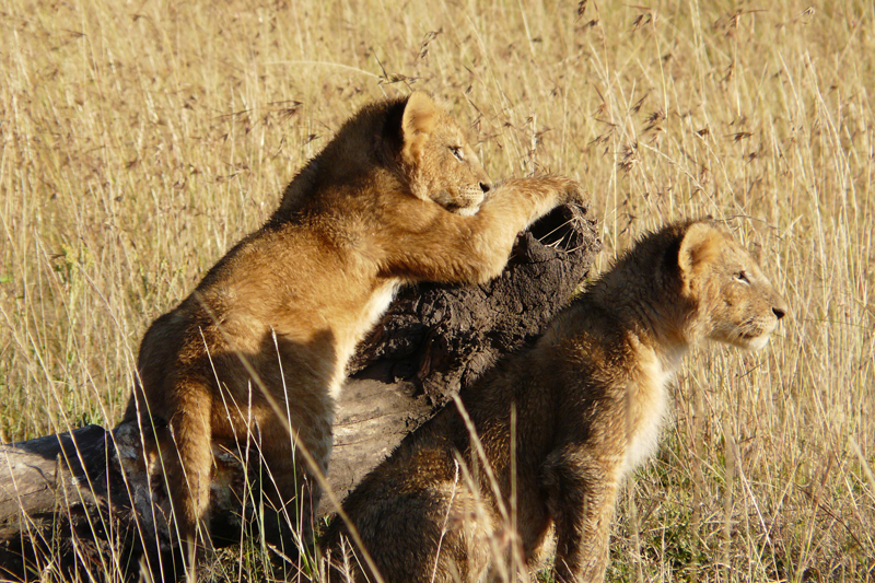 Our Responsible Efforts Lion Cubs Eloise