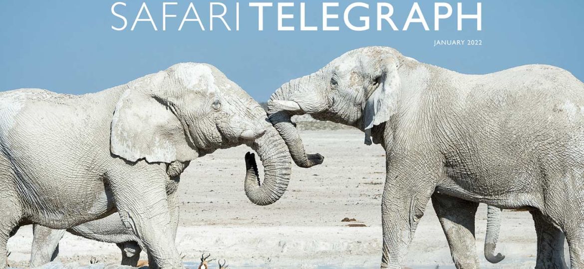 Safari Telegraph January 2022