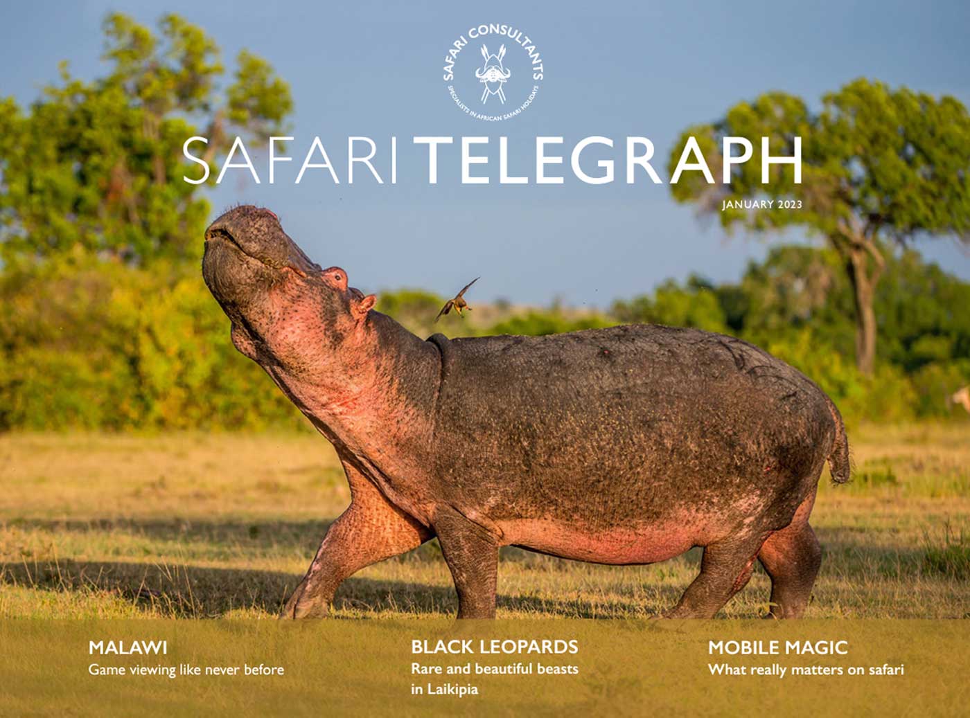 Safari Telegraph – January 2023