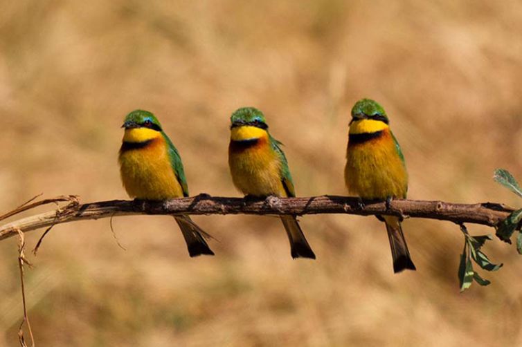 Usangu-Expedition-Camp-birds