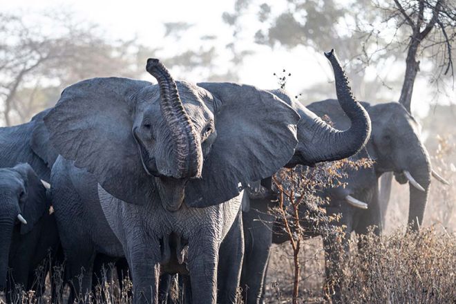 Usangu-Expedition-Camp-elephant