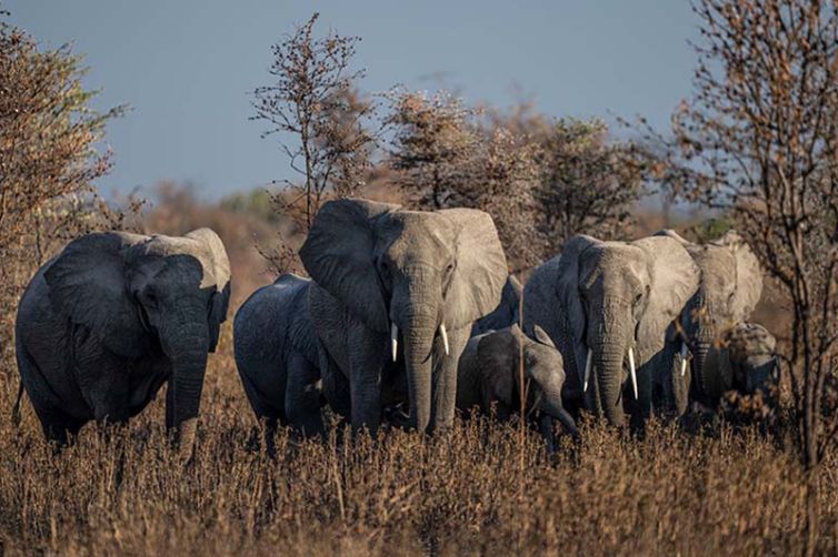Usangu-Expedition-Camp-elephant2
