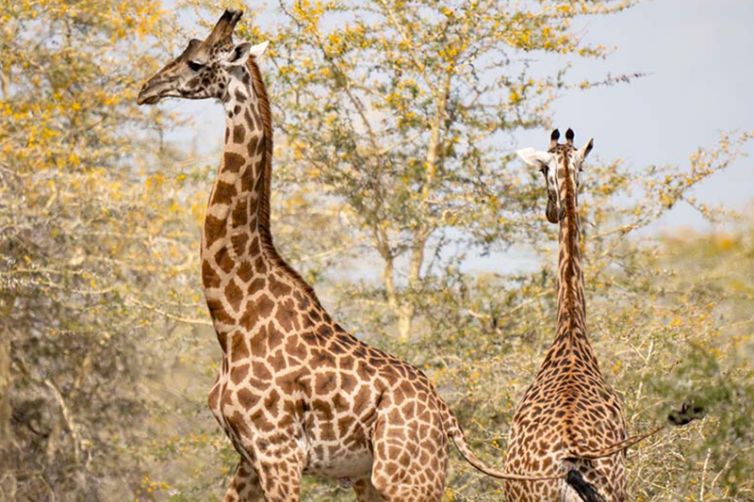 Usangu-Expedition-Camp-giraffe