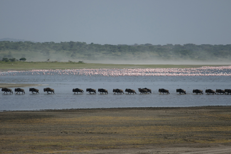 11-Rob-Trip-Report-wildebeest-and-flamingo-serengeti-ndutu