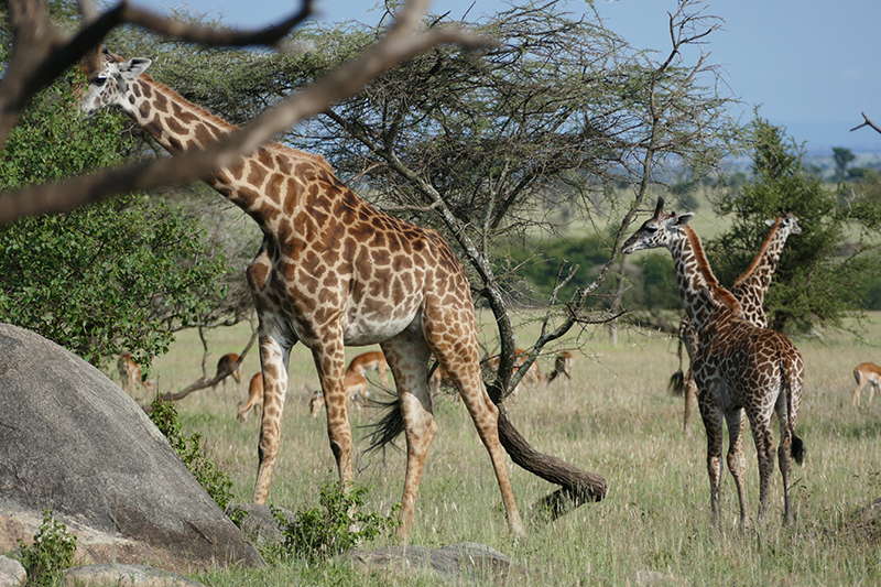 Wilderness opens camp in the Serengeti