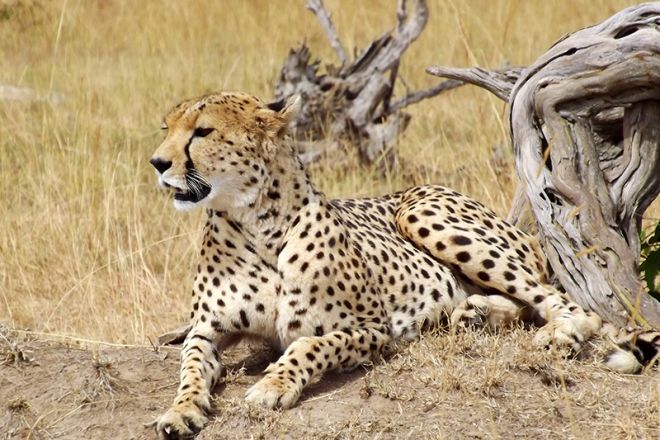 Encounter-Mara-Camp-cheetah-C_AA
