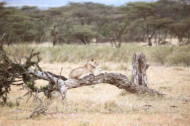 Encounter-Mara-Camp-lioness-C_AA