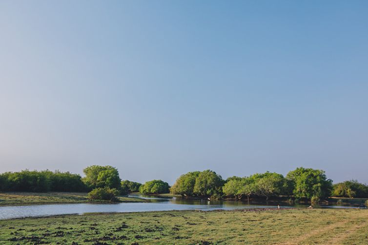 Safari Consultants - Tailor-Made Safari Trips